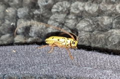 Tragostomoides pretiosus