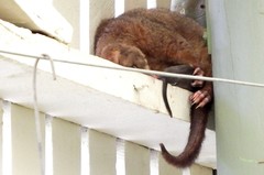 Trichosurus johnstonii