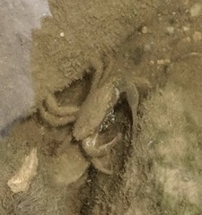 Rhithropanopeus harrisii