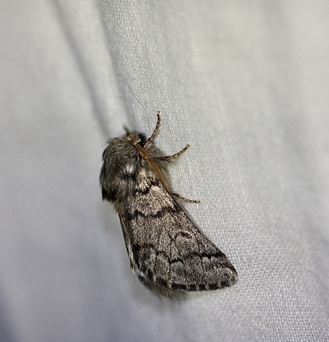 Processionaria del pino