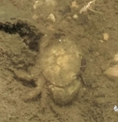 Rhithropanopeus harrisii