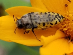 Acmaeodera princeps