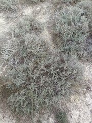 Frankenia thymifolia