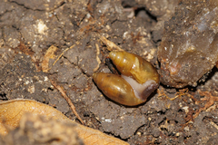Streptostyla
