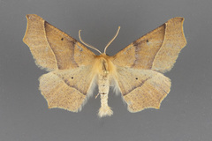 Tetracis barnesii