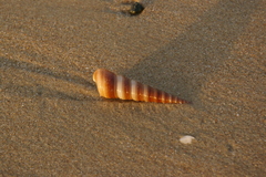 Turritella