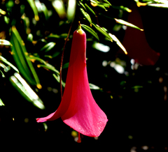 Philesia magellanica