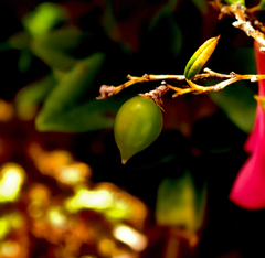 Philesia magellanica