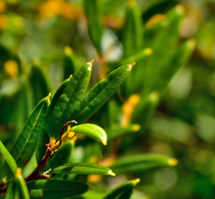 Philesia magellanica