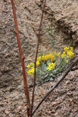 Physaria vitulifera