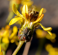 Trydarssus nobilitatus