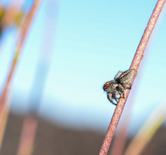 Trydarssus nobilitatus