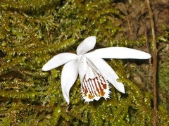 Pleione humilis