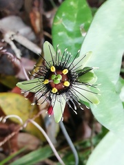 Passiflora itzensis
