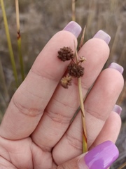 Scirpoides holoschoenus