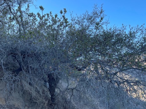 Image of Cercocarpus traskiae by (c) lejones417, some rights reserved (CC BY-SA)
