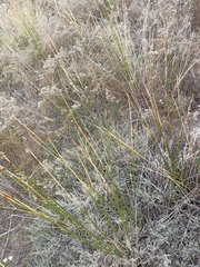 Scirpoides holoschoenus