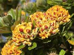 Gastrolobium bilobum