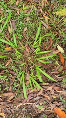 Paspalum mandiocanum