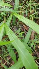 Paspalum mandiocanum