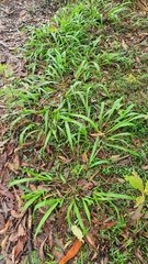 Paspalum mandiocanum