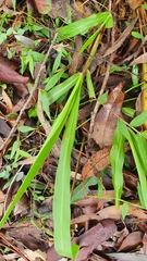 Paspalum mandiocanum