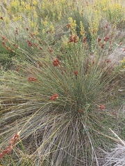 Juncus acutus