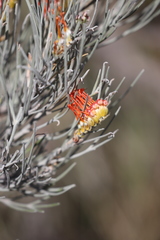 Grevillea cagiana