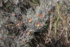 Grevillea cagiana