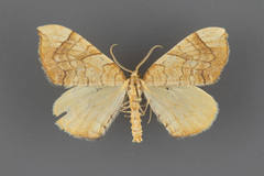 Eulithis luteolata