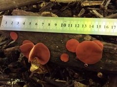 Phillipsia subpurpurea