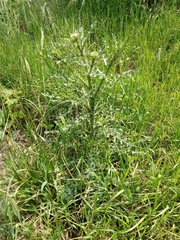 Carduus acanthoides