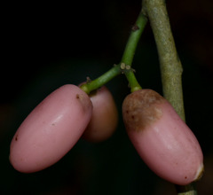 Gomphandra australiana