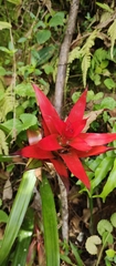 Bromeliaceae
