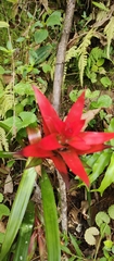 Bromeliaceae