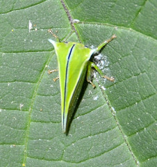 Alchisme tridentata