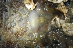 Acotylea