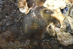 Acotylea