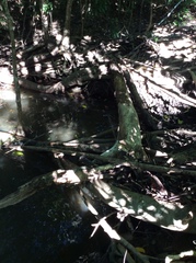 Phillipsia subpurpurea