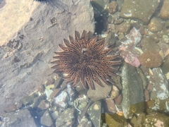 Heliaster helianthus