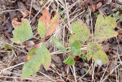 Toxicodendron radicans negundo