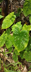 Caladium bicolor