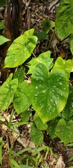 Caladium bicolor