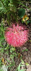 Scadoxus