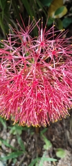 Scadoxus