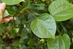 Streptothamnus moorei