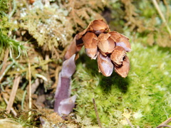 Monotropsis odorata