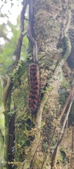 Lepidoptera