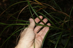 Exocarya sclerioides