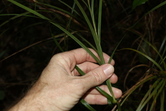 Exocarya sclerioides